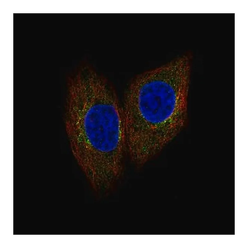 Merck Anti-SCYL1 antibody produced in rabbit