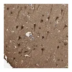 Merck Anti-RPA3 antibody produced in rabbit