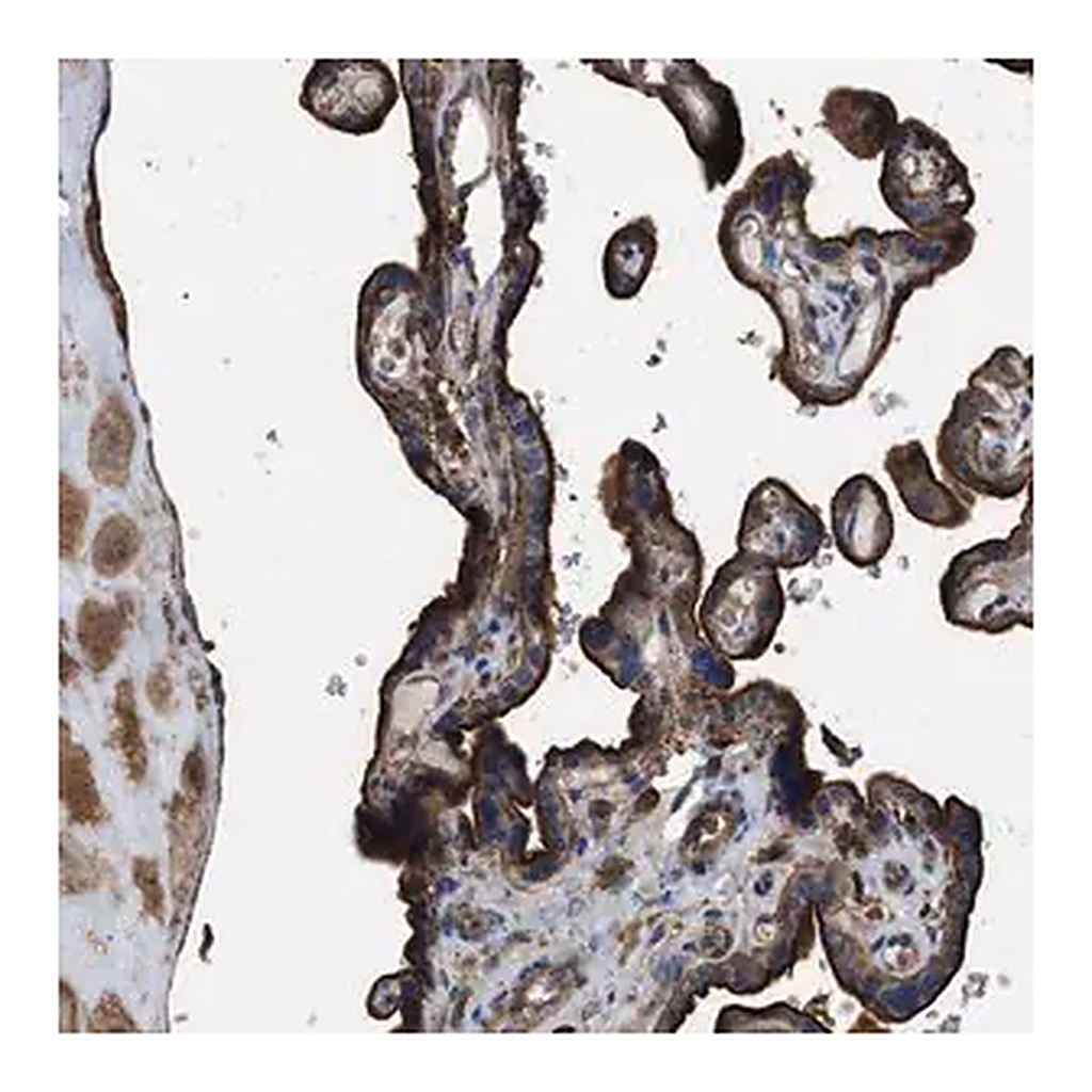 Merck Anti-LINGO2 antibody produced in rabbit
