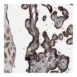 Merck Anti-LINGO2 antibody produced in rabbit