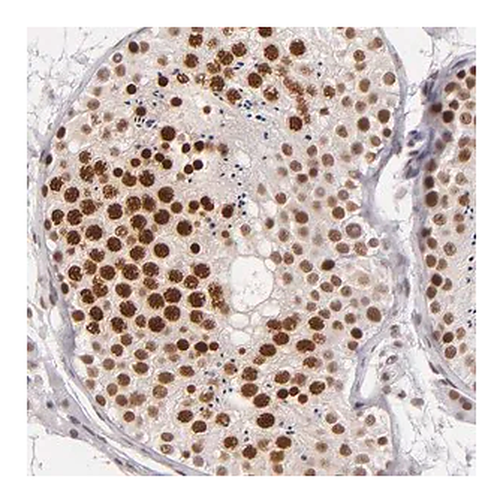 Merck Anti-BRD8 antibody produced in rabbit