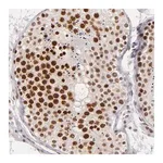 Merck Anti-BRD8 antibody produced in rabbit