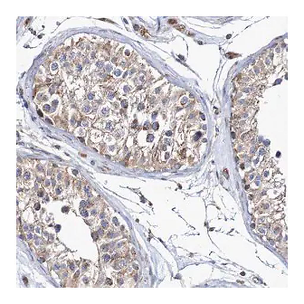 Merck Anti-MMEL1 antibody produced in rabbit