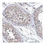 Merck Anti-MMEL1 antibody produced in rabbit