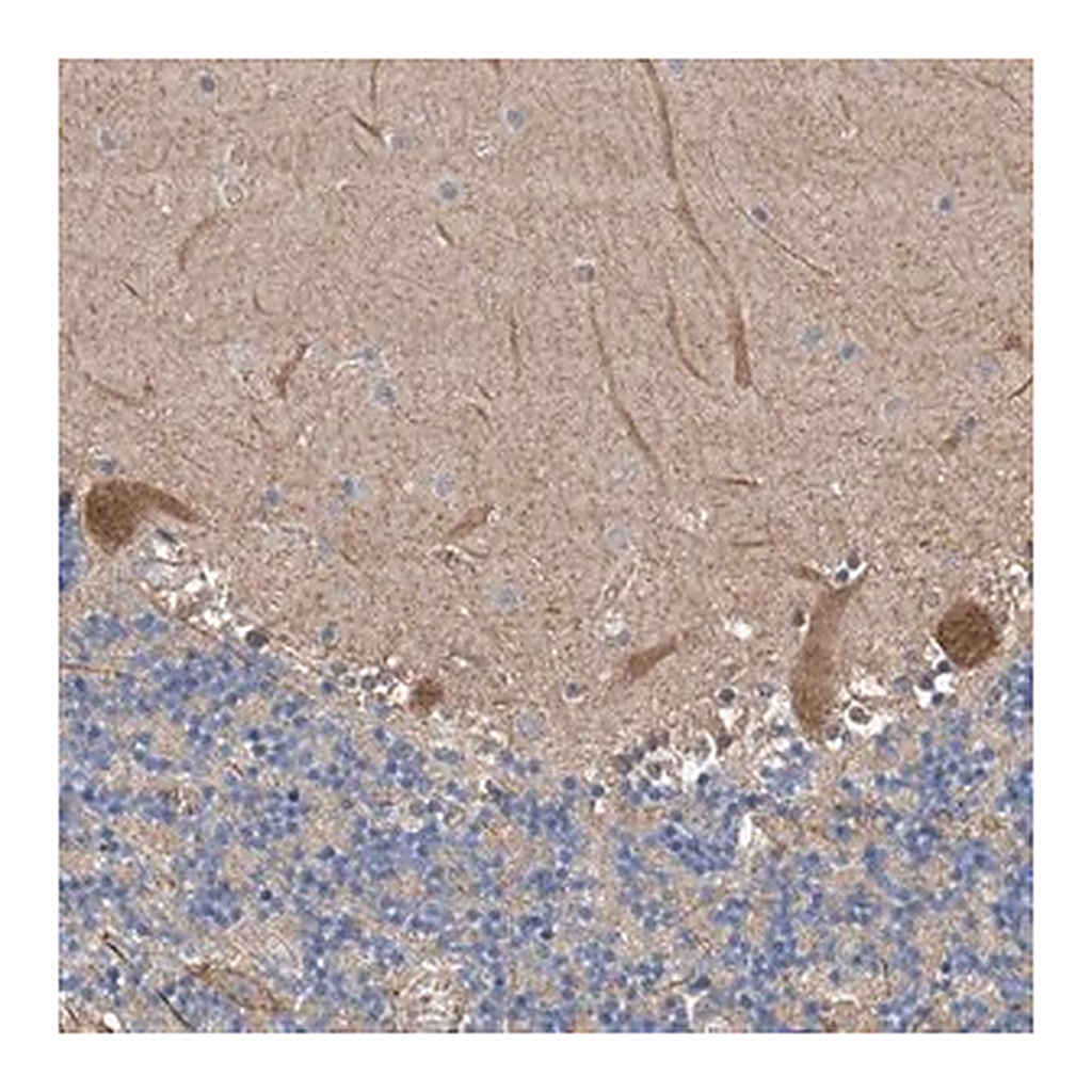Merck Anti-PTK2 antibody produced in rabbit