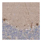 Merck Anti-PTK2 antibody produced in rabbit