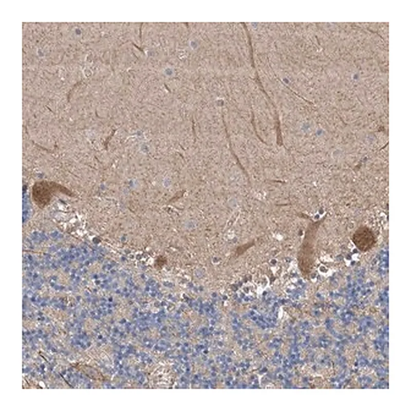 Merck Anti-PTK2 antibody produced in rabbit