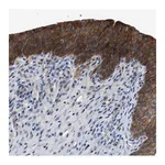 Merck Anti-ZDHHC24 antibody produced in rabbit