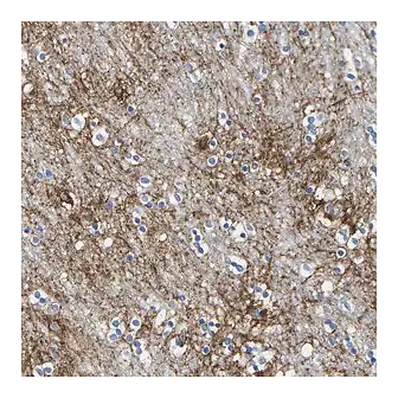 Merck Anti-OTOF antibody produced in rabbit