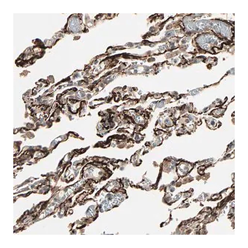 Merck Anti-CALCRL antibody produced in rabbit