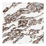 Merck Anti-CALCRL antibody produced in rabbit