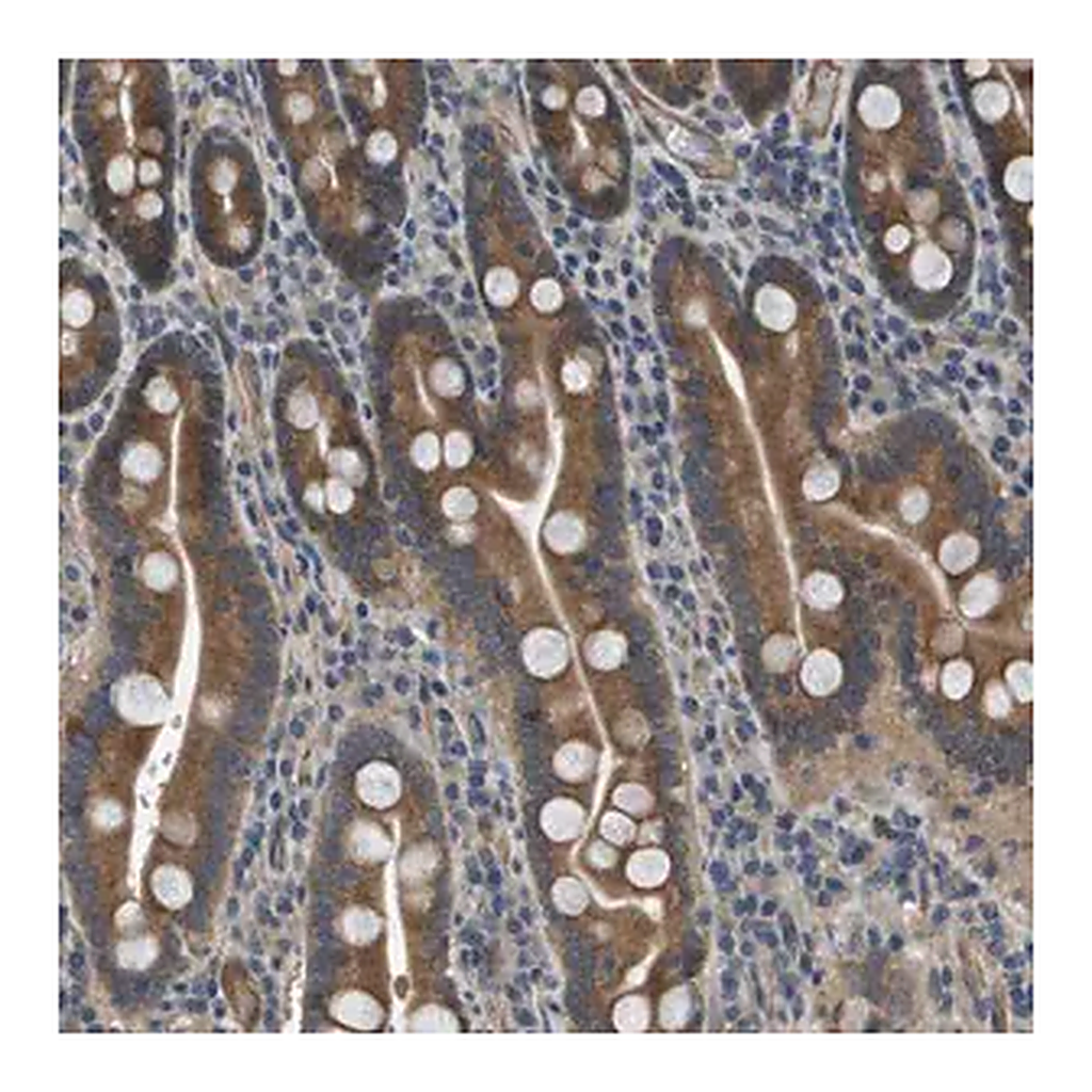 Merck Anti-PGAP3 antibody produced in rabbit