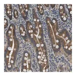 Merck Anti-PGAP3 antibody produced in rabbit