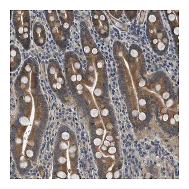 Merck Anti-PGAP3 antibody produced in rabbit