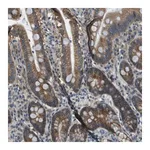 Merck Anti-TMEM51 antibody produced in rabbit