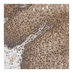 Merck Anti-STRN antibody produced in rabbit