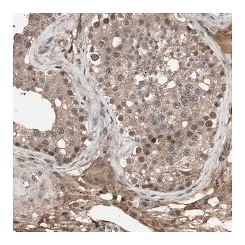 Merck Anti-KANSL1 antibody produced in rabbit