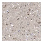 Merck Anti-LRRC55 antibody produced in rabbit