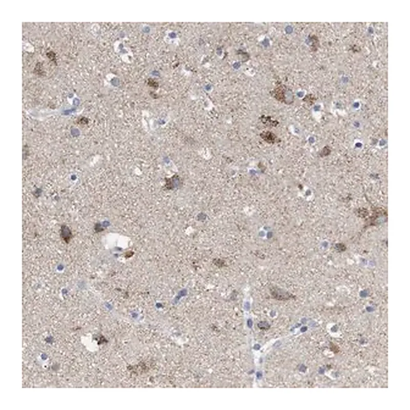 Merck Anti-LRRC55 antibody produced in rabbit