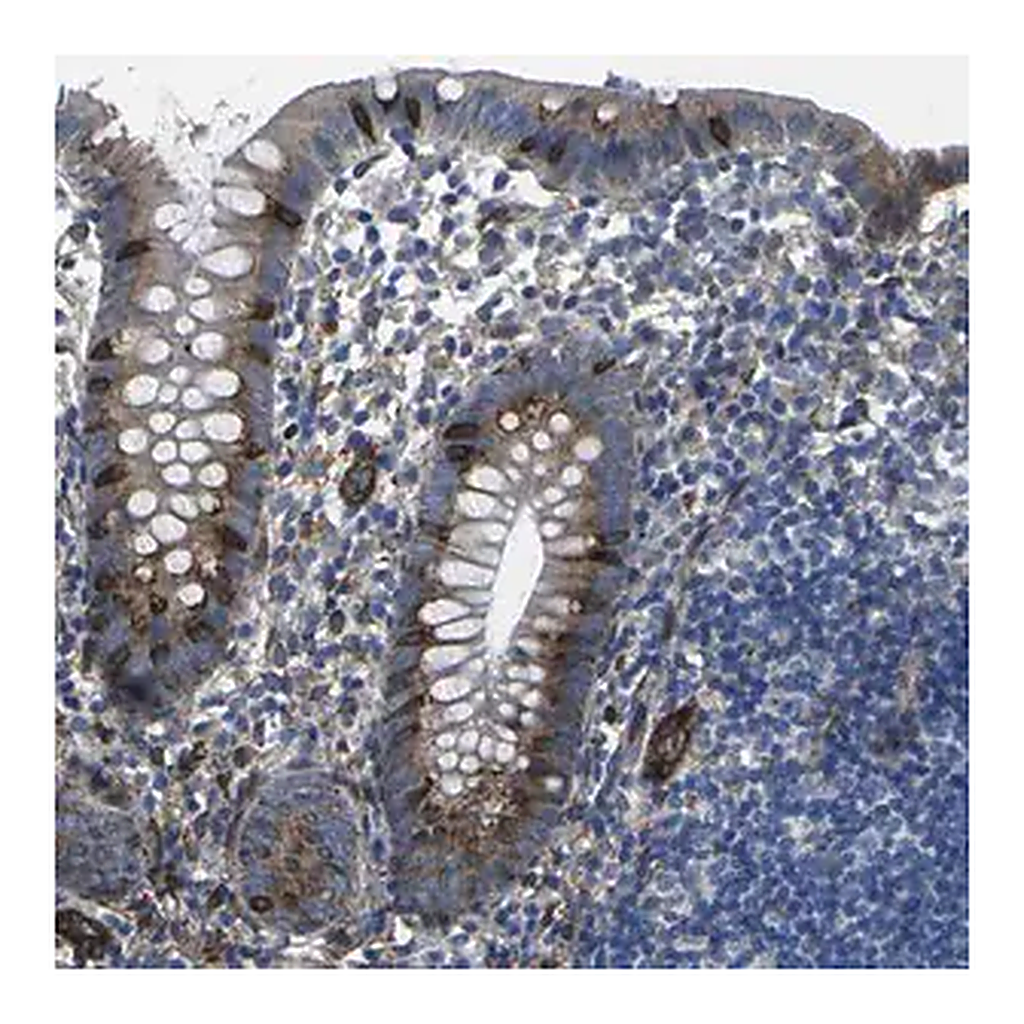 Merck Anti-PDZD8 antibody produced in rabbit