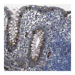 Merck Anti-PDZD8 antibody produced in rabbit