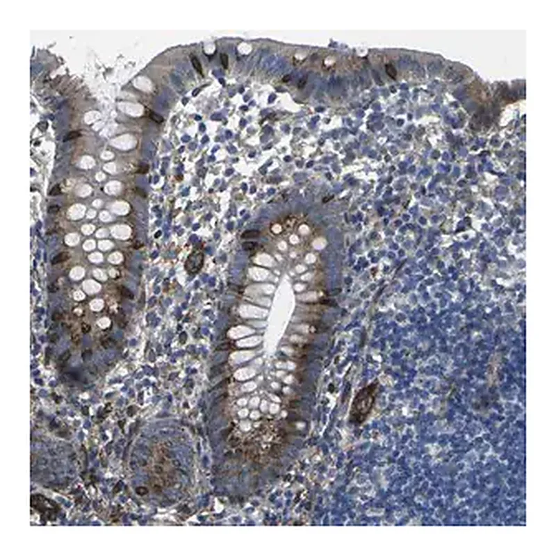 Merck Anti-PDZD8 antibody produced in rabbit