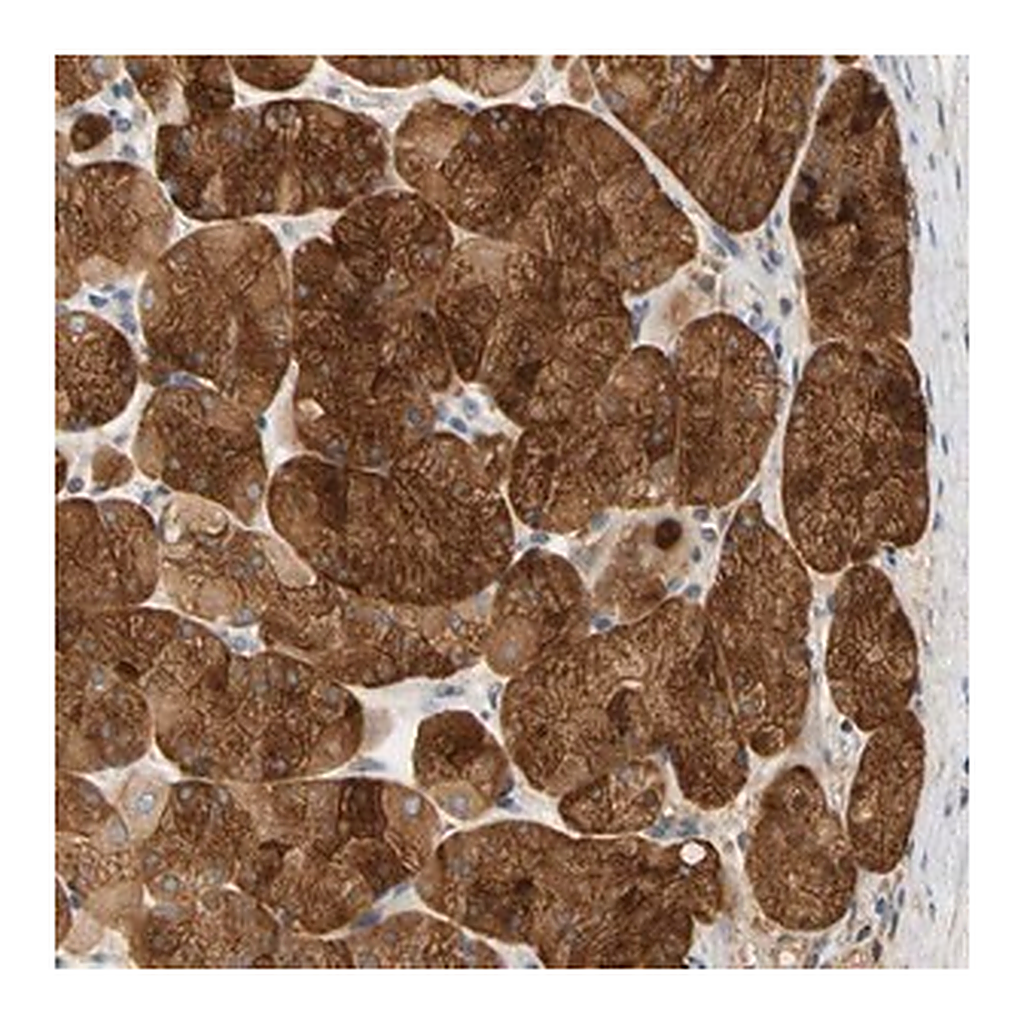 Merck Anti-GPSM2 antibody produced in rabbit