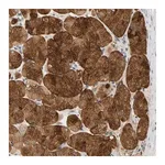 Merck Anti-GPSM2 antibody produced in rabbit
