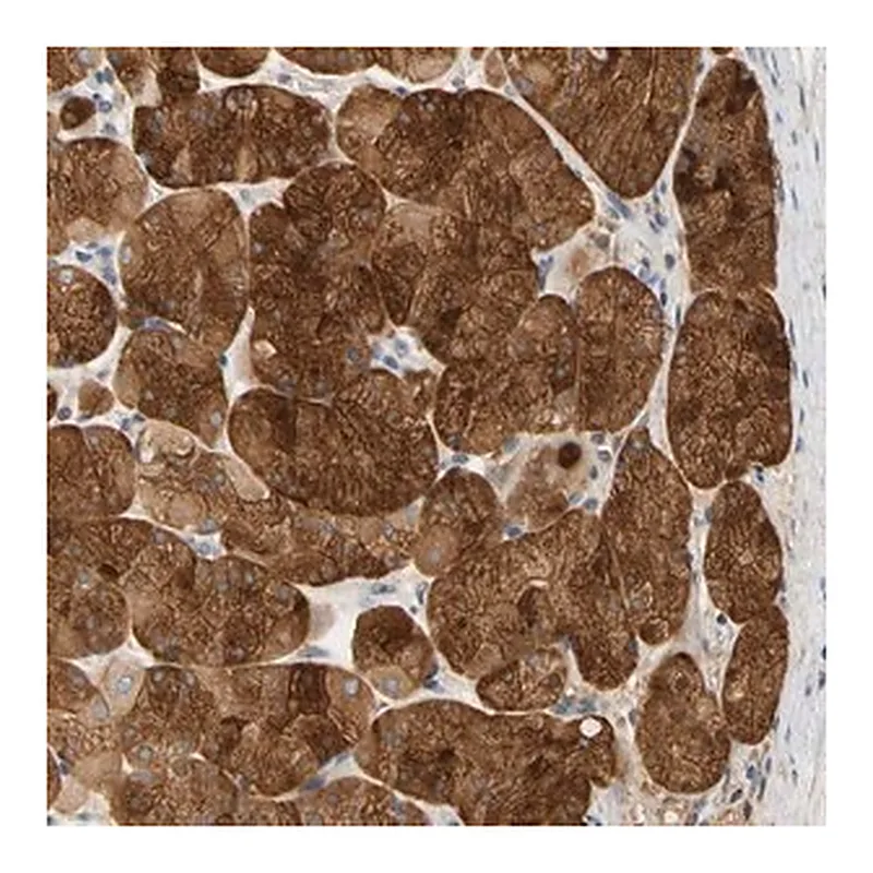 Merck Anti-GPSM2 antibody produced in rabbit