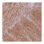 Merck Anti-PTGER3 antibody produced in rabbit