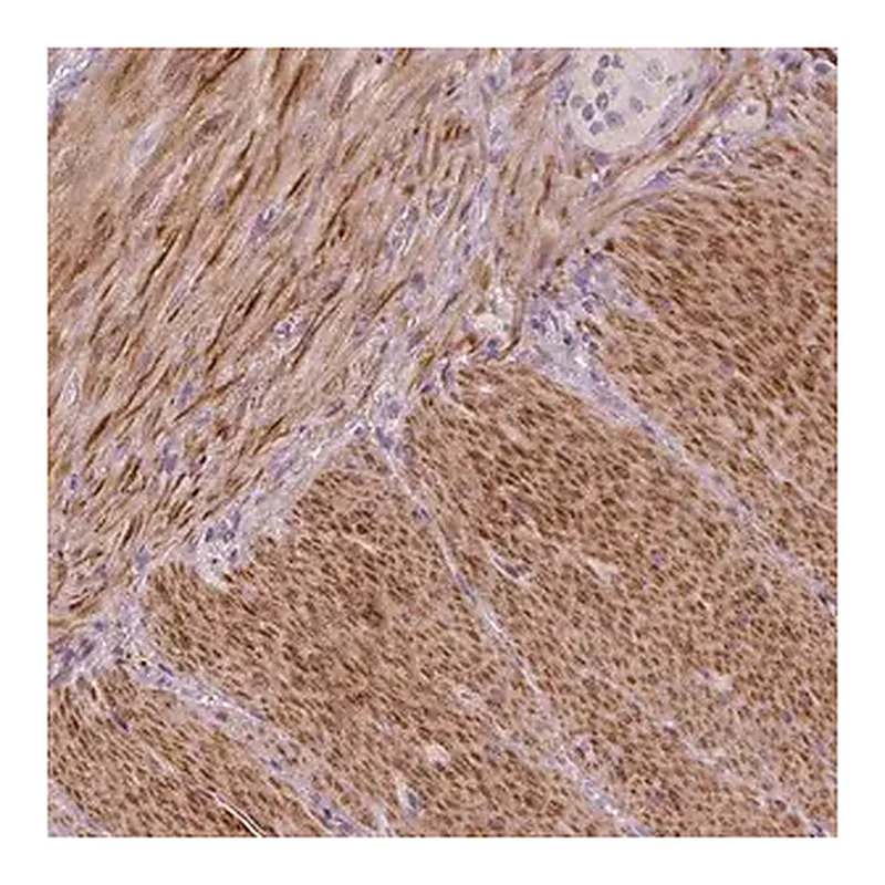 Merck Anti-PTGER3 antibody produced in rabbit