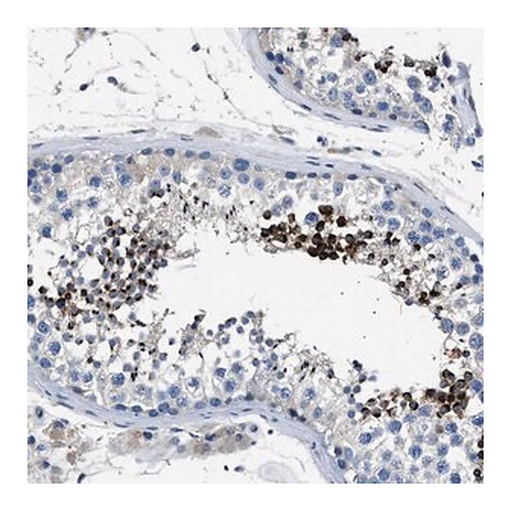 Merck Anti-LRRC37B antibody produced in rabbit