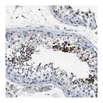 Merck Anti-LRRC37B antibody produced in rabbit