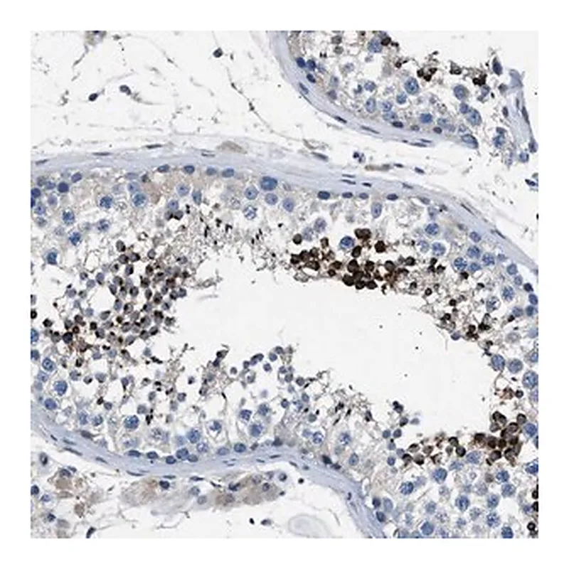 Merck Anti-LRRC37B antibody produced in rabbit