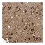 Merck Anti-LRRCC1 antibody produced in rabbit