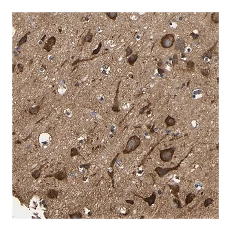 Merck Anti-LRRCC1 antibody produced in rabbit