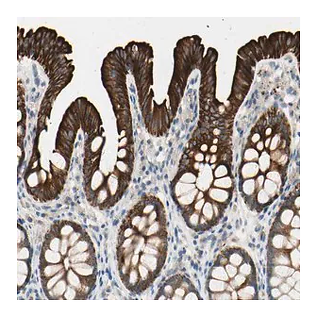 Merck Anti-DUSP12 antibody produced in rabbit