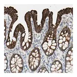 Merck Anti-DUSP12 antibody produced in rabbit