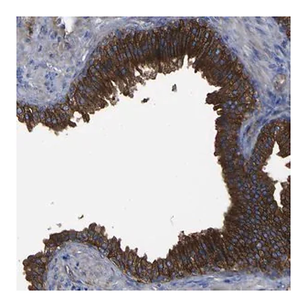 Merck Anti-CD151 antibody produced in rabbit