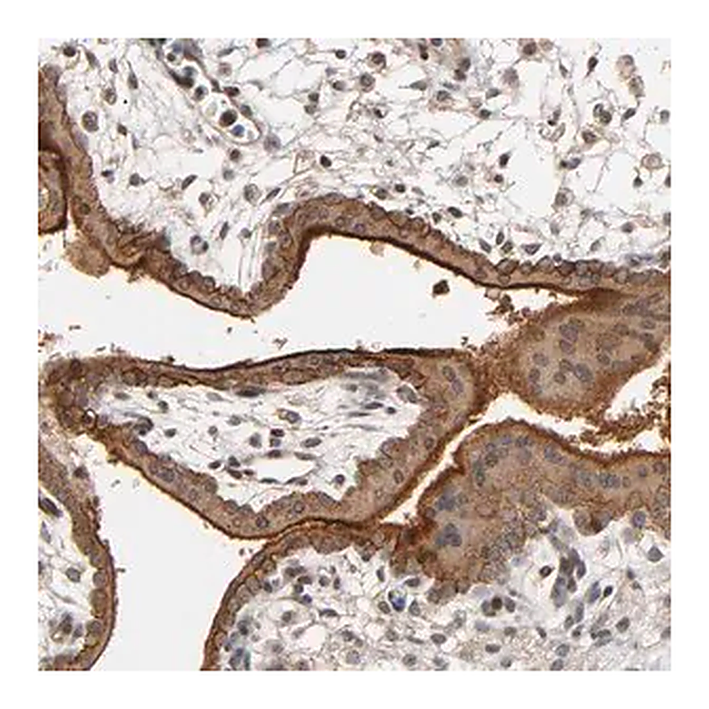 Merck Anti-ITGAV antibody produced in rabbit