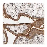 Merck Anti-ITGAV antibody produced in rabbit
