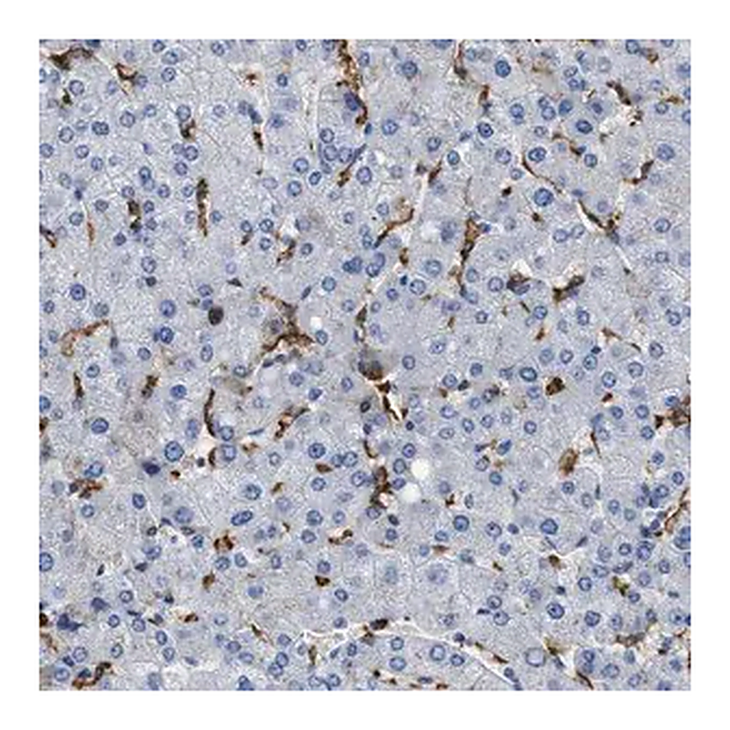 Merck Anti-GLRA1 antibody produced in rabbit