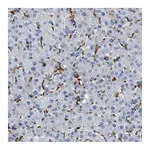 Merck Anti-GLRA1 antibody produced in rabbit