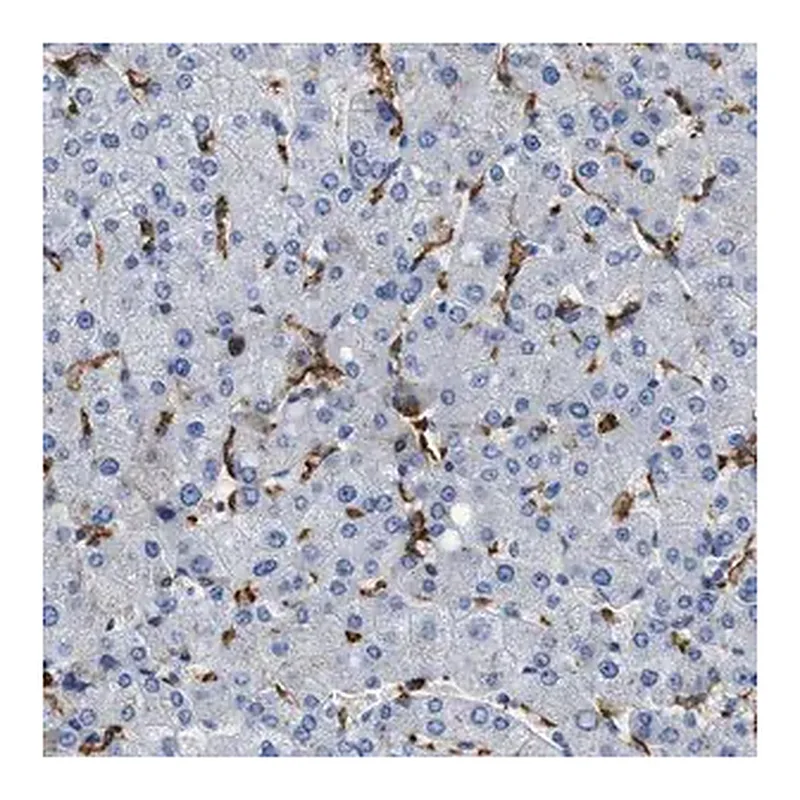 Merck Anti-GLRA1 antibody produced in rabbit