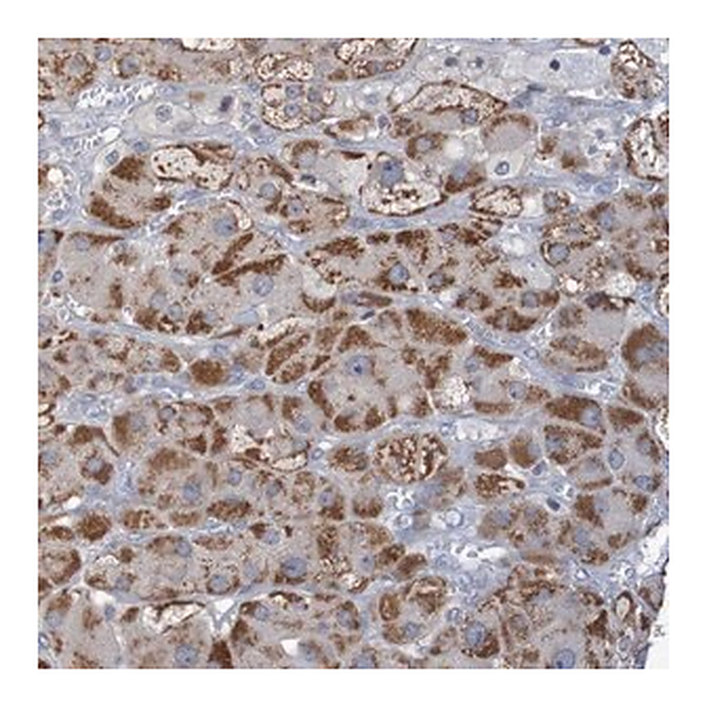 Merck Anti-C3orf18 antibody produced in rabbit