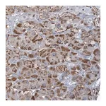 Merck Anti-C3orf18 antibody produced in rabbit