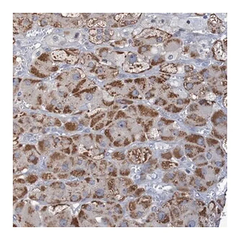 Merck Anti-C3orf18 antibody produced in rabbit