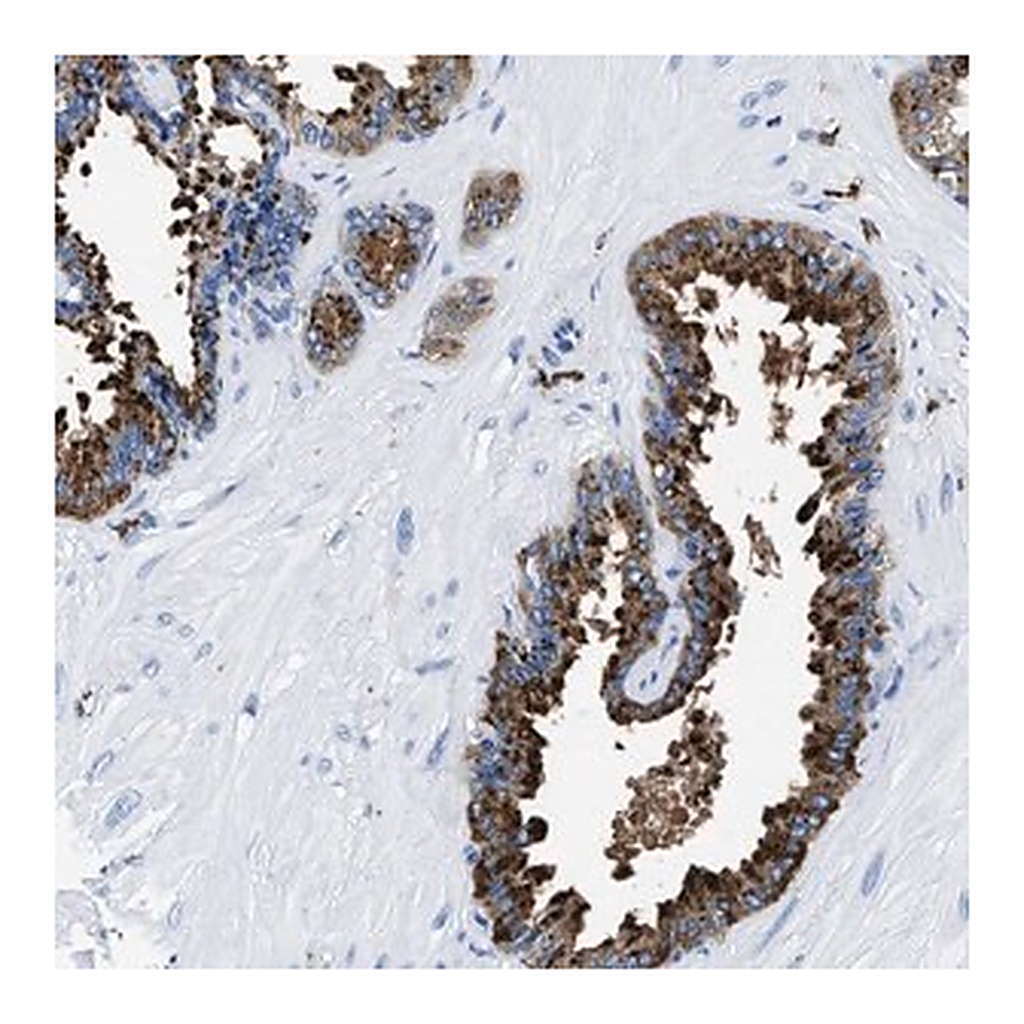 Merck Anti-OR14K1 antibody produced in rabbit