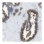 Merck Anti-OR14K1 antibody produced in rabbit
