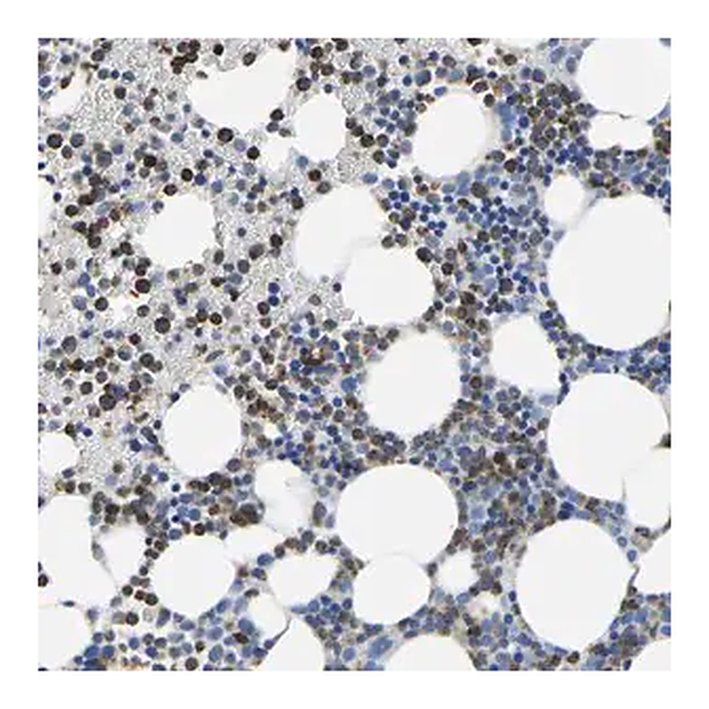 Merck Anti-MS4A3 antibody produced in rabbit
